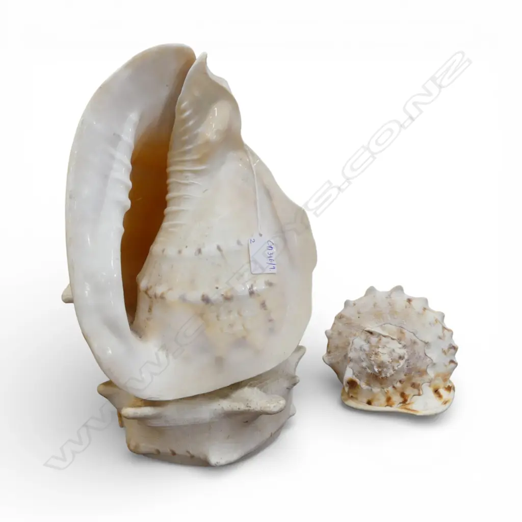 2 CONCH SHELLS H.370mm Image 1++