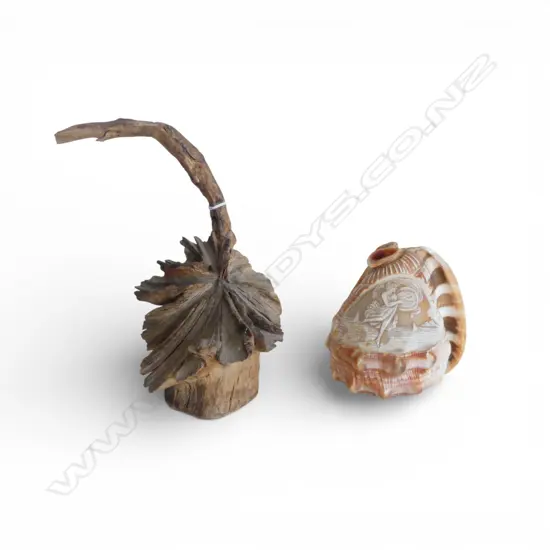 Dactylanthus (wood rose) specimen H.200mm + carved CAMEO SHELL lamp shade no fittings