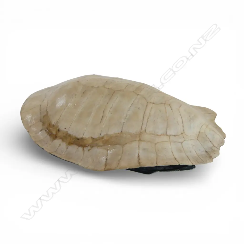 BLOND TURTLE SHELL, L.240mm Image 1++