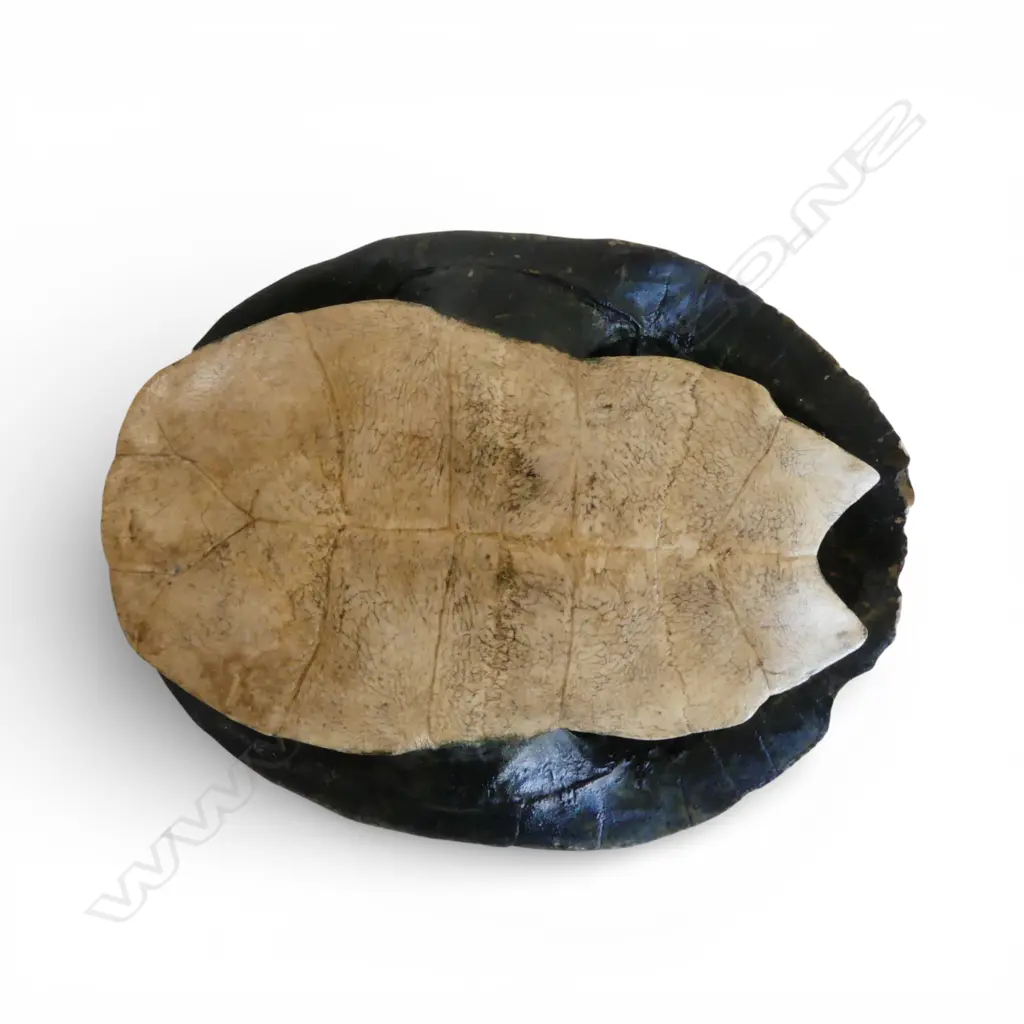 BLOND TURTLE SHELL, L.240mm Image 1++