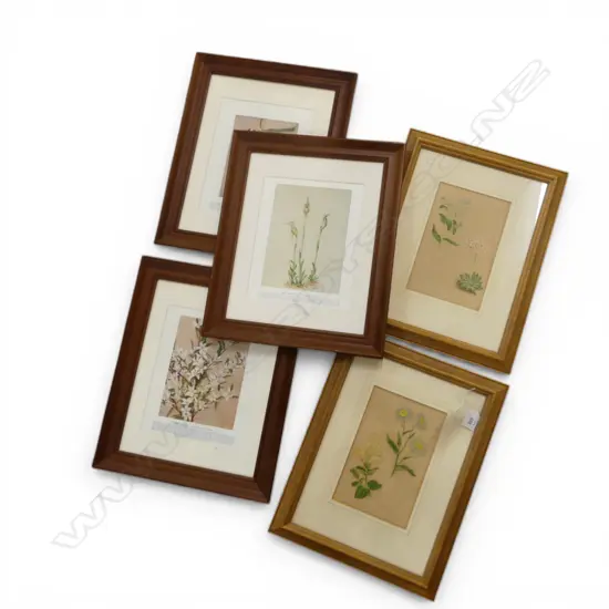 5 BOTANICAL PRINTS 250x200mm