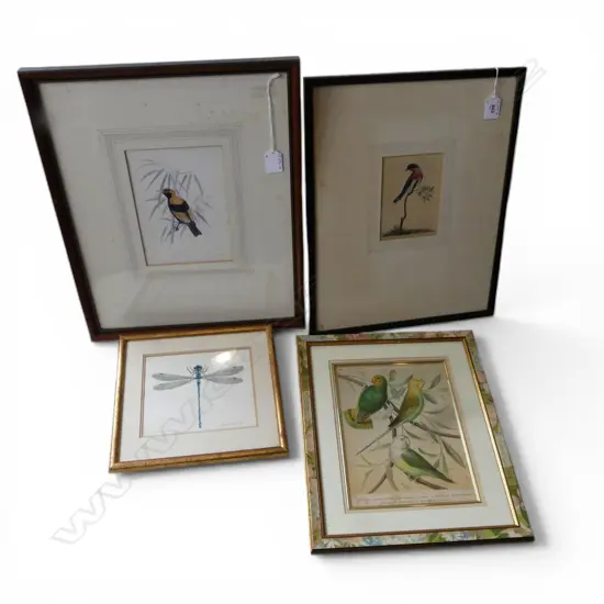 4 PRINTS OF BIRDS & INSECTS, INCL CASSELS PARAKEETS, DAVE GUNSON DRAGONFLY W/C, PRINT FROM THE NATURALIST'S  MISCELLANY