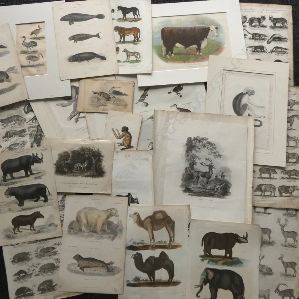 BOX ANTIQUE HAND COLOURED ENGRAVINGS animals & birds etc 19thC Image 1++