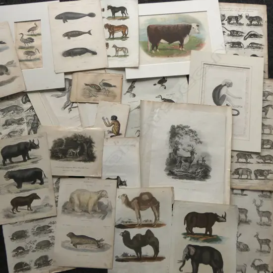 BOX ANTIQUE HAND COLOURED ENGRAVINGS animals & birds etc 19thC