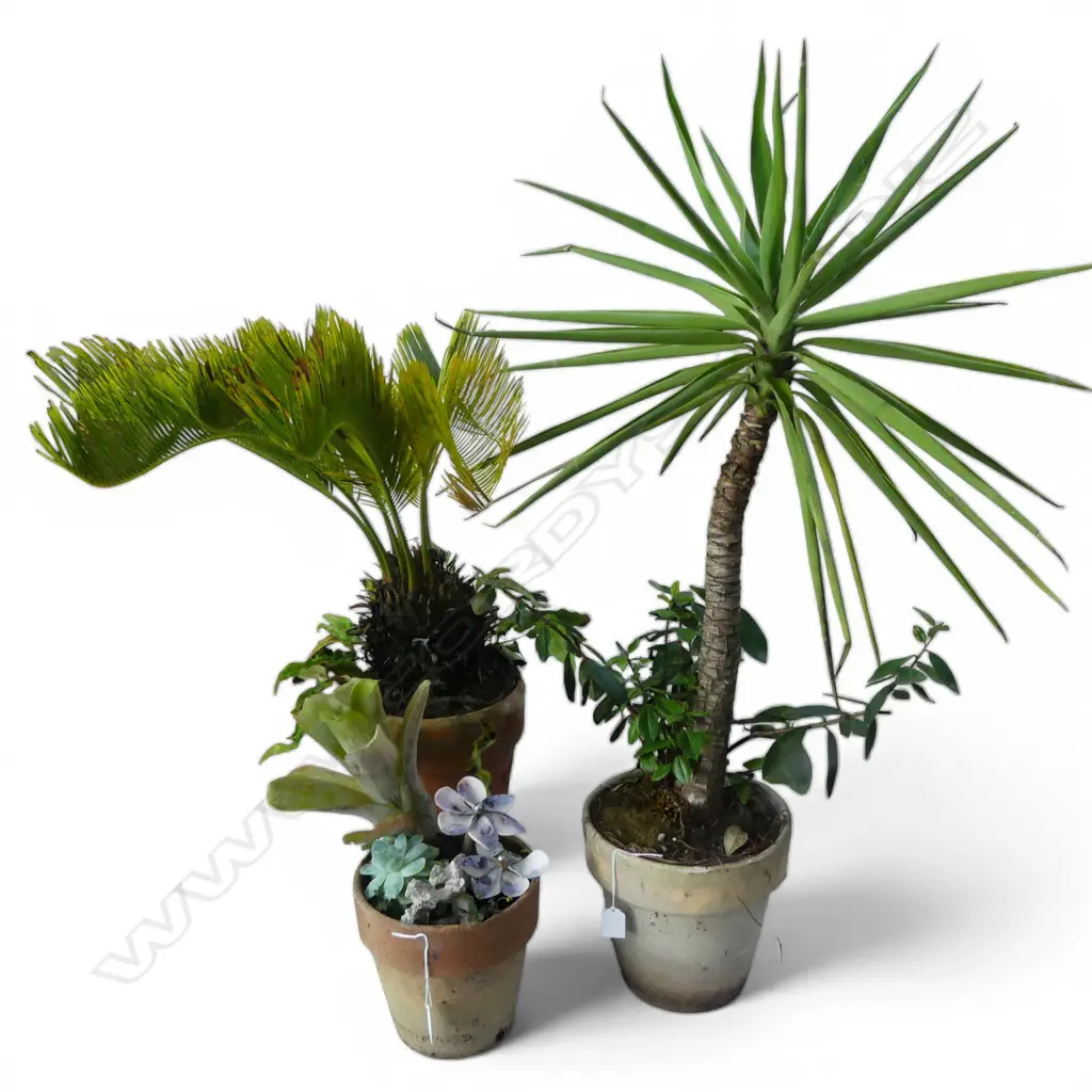 3 POT PLANTS  Image 1++