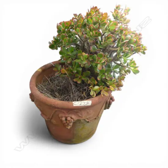 LG TERRACOTTA PLANTER H.380mm w. JADE MONEY TREE
