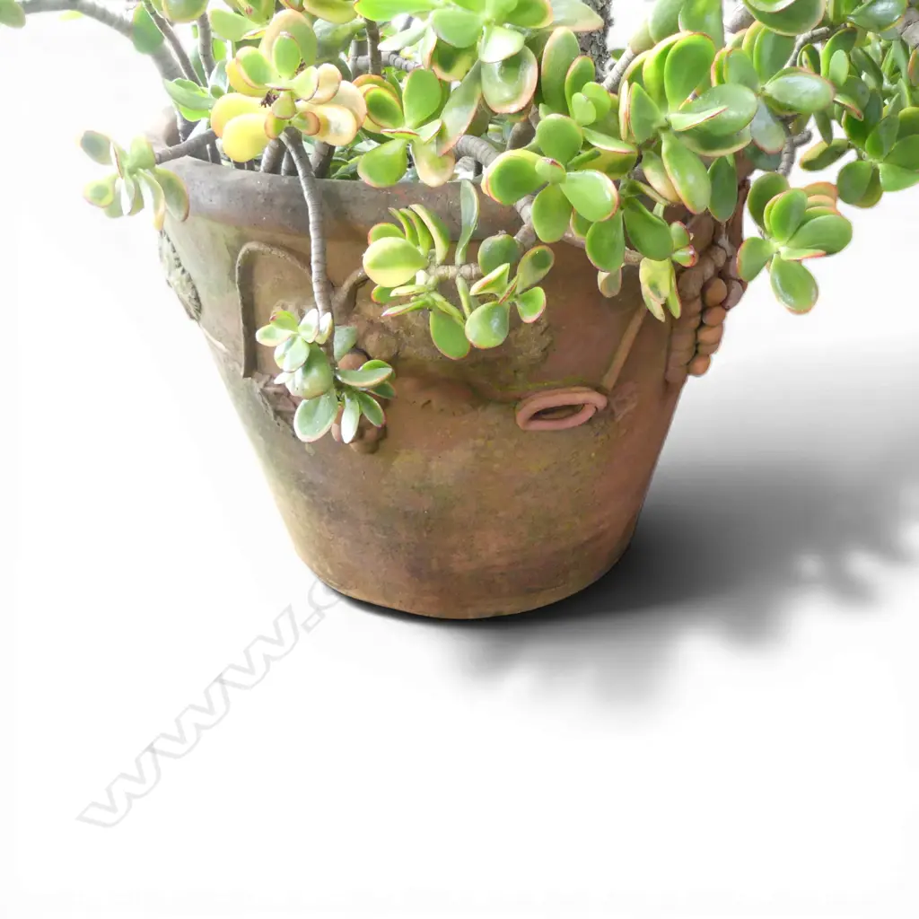 LG TERRACOTTA PLANTER H.380mm w. JADE MONEY TREE  Image 1++