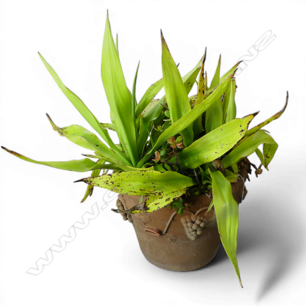 LG TERRACOTTA PLANTER H.380mm w. JADE MONEY TREE & OTHER  Image 1++