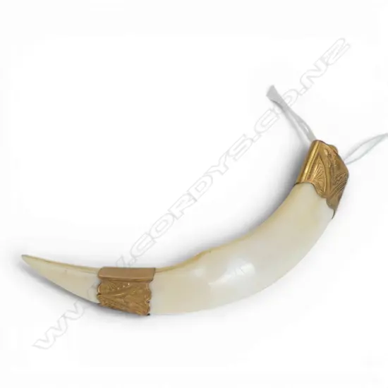 **RTV** 9ct GILDED YELLOW GOLD MOUNTED BOAR'S TUSK BROOCH no pin