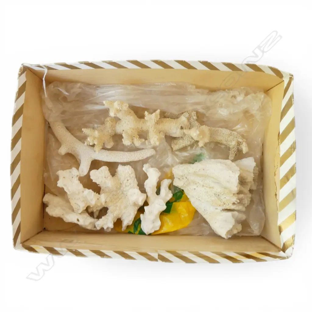 BOX OF CORAL SPECIMENS Image 1++