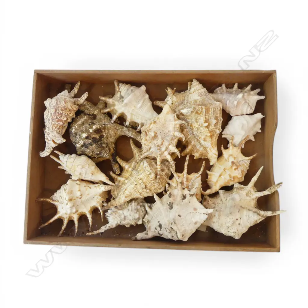 ASST. SHELLS Image 1++