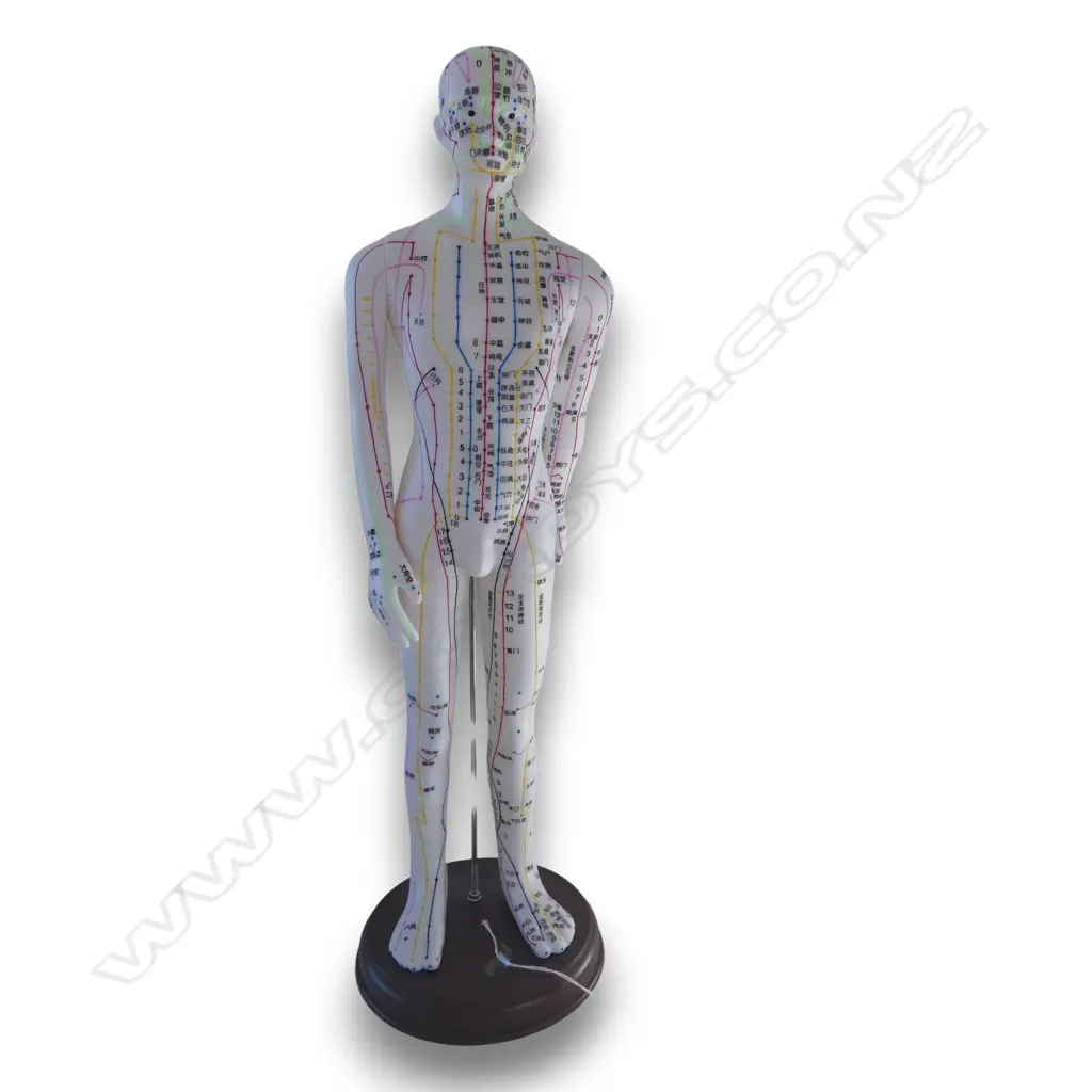 ACUPUNCTURE MODEL H.530mm Image 1++