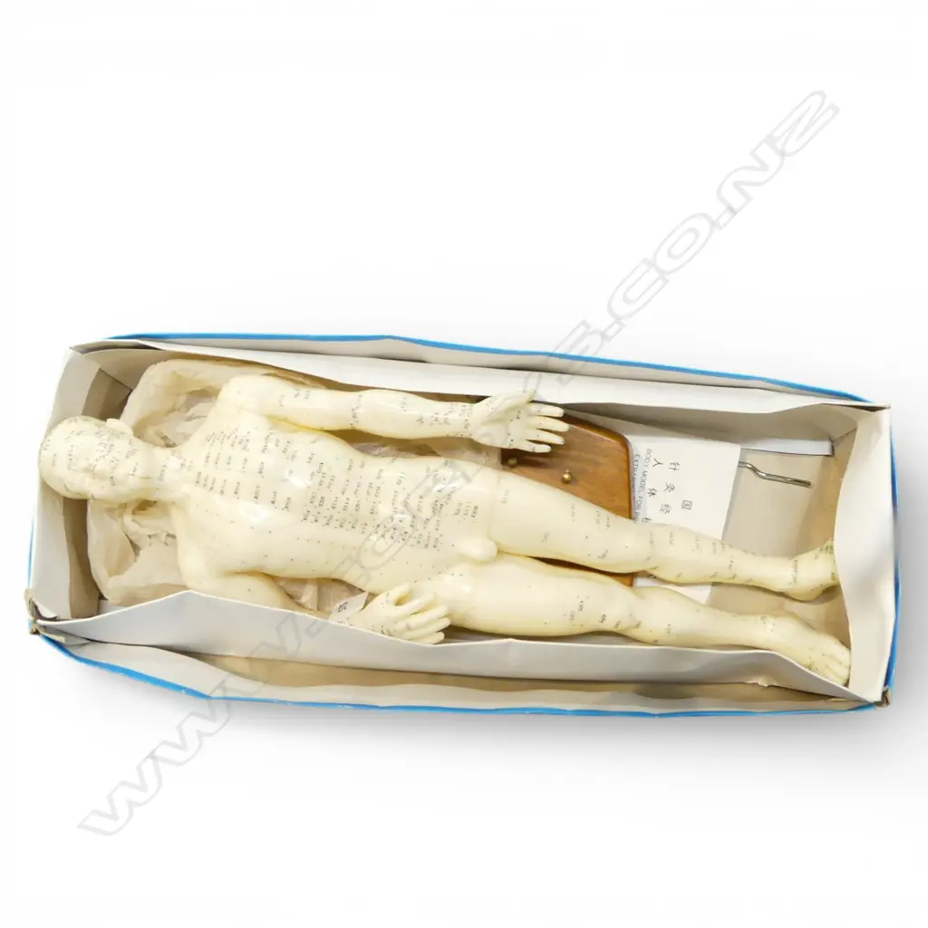 CHINESE ACUPUNCTURE BOXED PLASTIC FIGURE H.520mm + CHARTS Image 1++