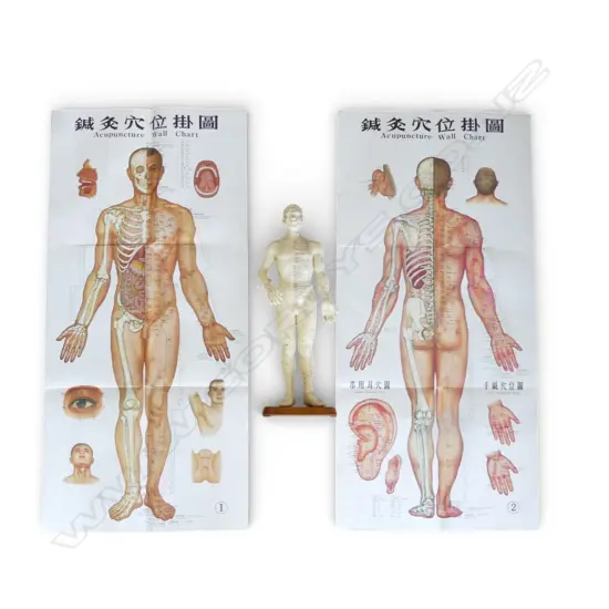 CHINESE ACUPUNCTURE BOXED PLASTIC FIGURE H.520mm + CHARTS