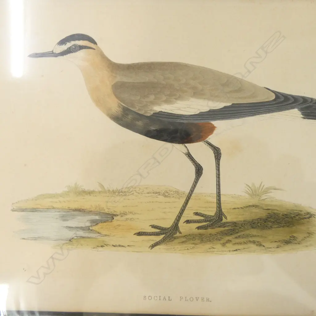 HODGES PRINT HAS TORN L.H CORNER Image 1++