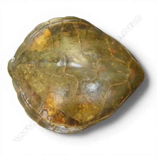 LGE TORTOISHELL 610x560mm