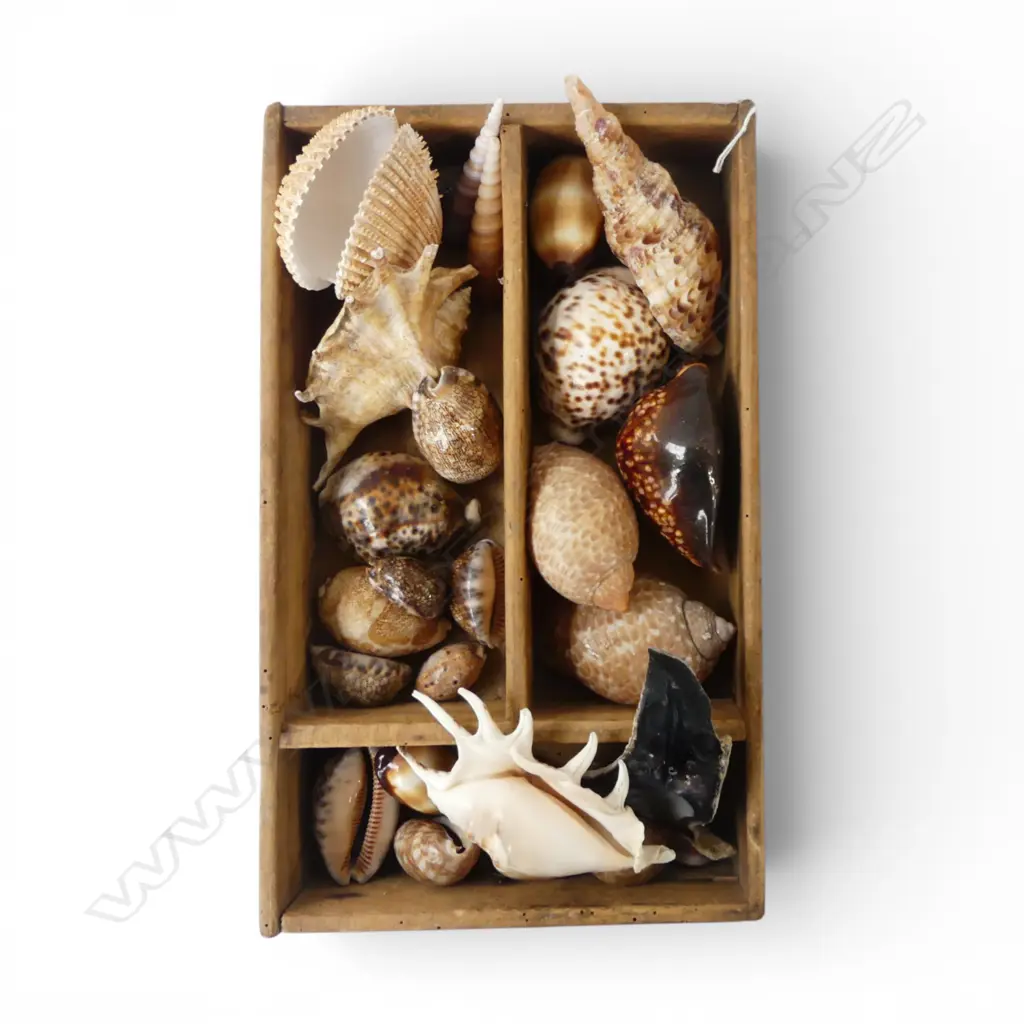 TRAY ASST. SHELLS Image 1++