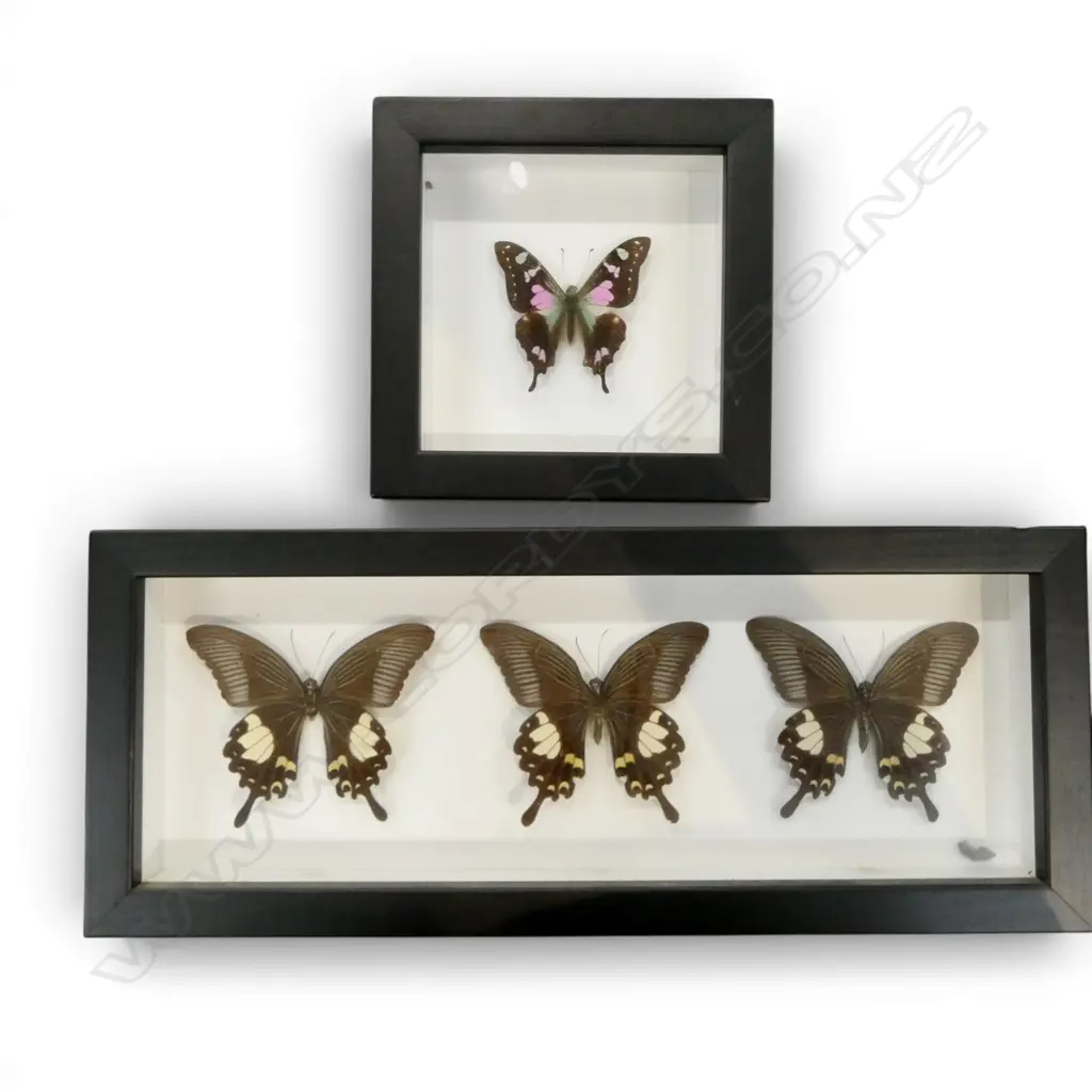 3 FRAMED BUTTERFLY SPECIMANS 115x345mm+ SINGLE FRAMED SPECIMAN Image 1++