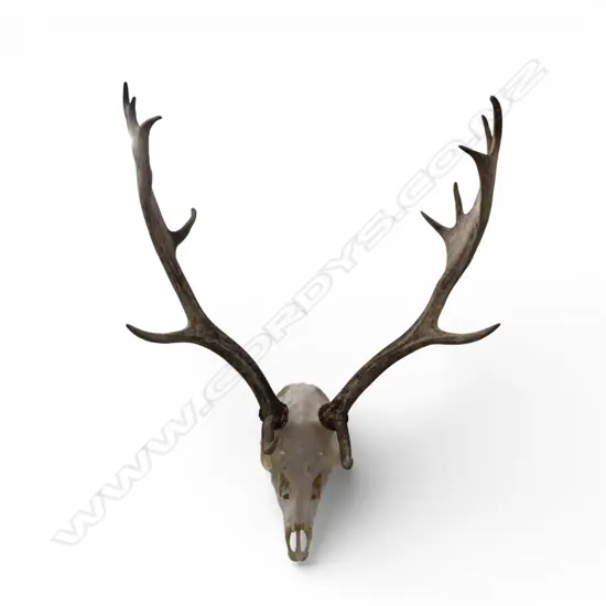 FALLOW DEER SKULL H.740mm