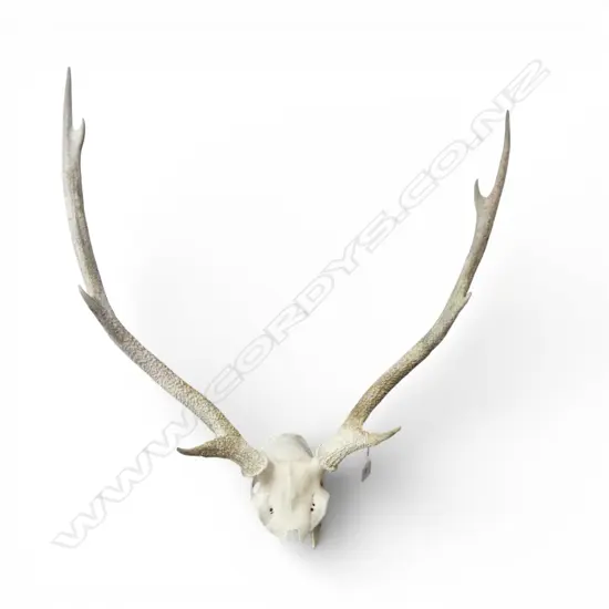 REED DEER SKULL H.650mm