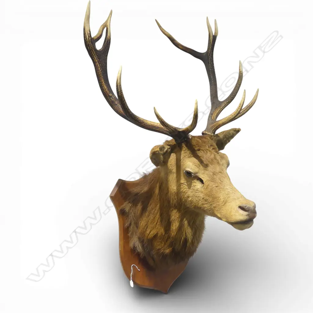 MOUNTED TAXIDERMY 13 POINT STAG  Image 1++