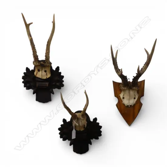 3 PRS MOUNTED ANIMAL HORNS H.350mm