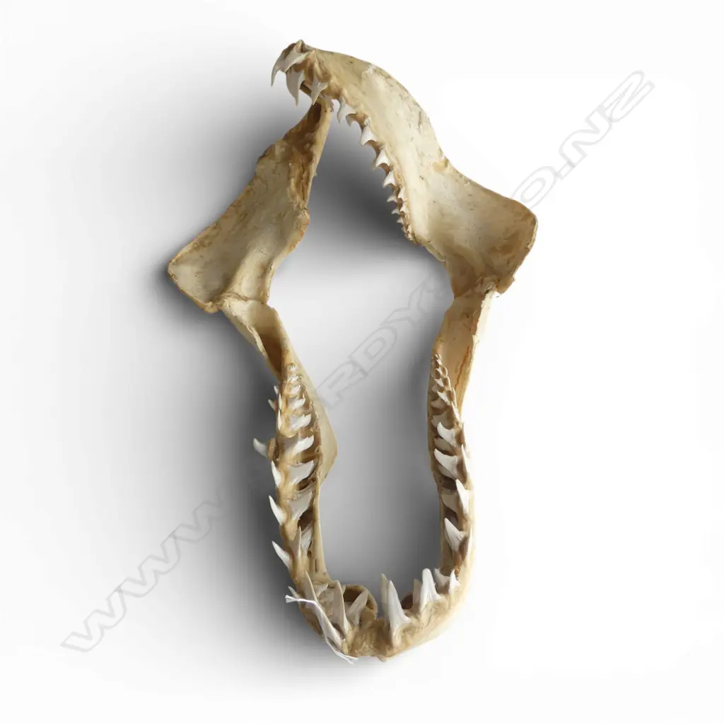 SHARK JAW 550x350mm Image 1++