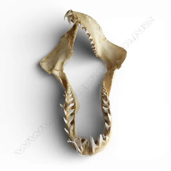 SHARK JAW 550x350mm