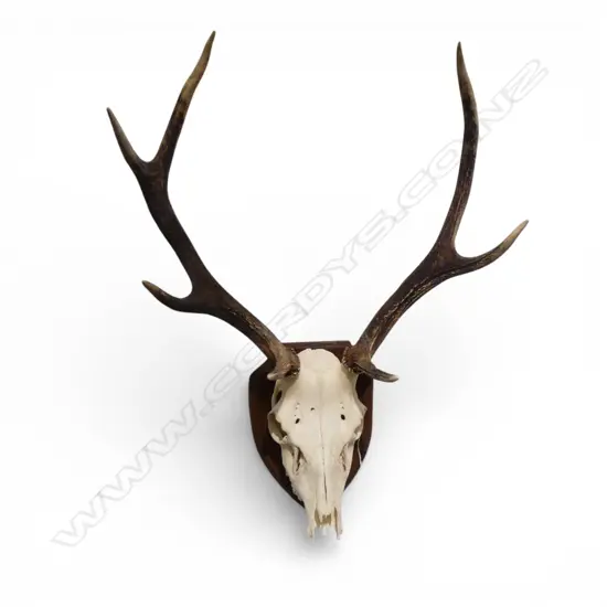 MOUNTED RED DEER 7 POINT SKULL 