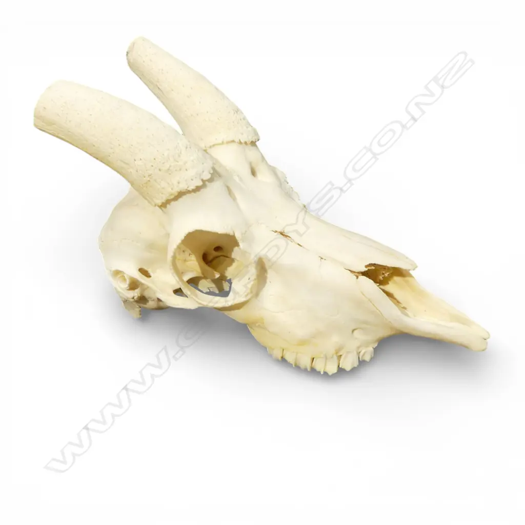 SPRINGBOK SKULL L.250mm Image 1++
