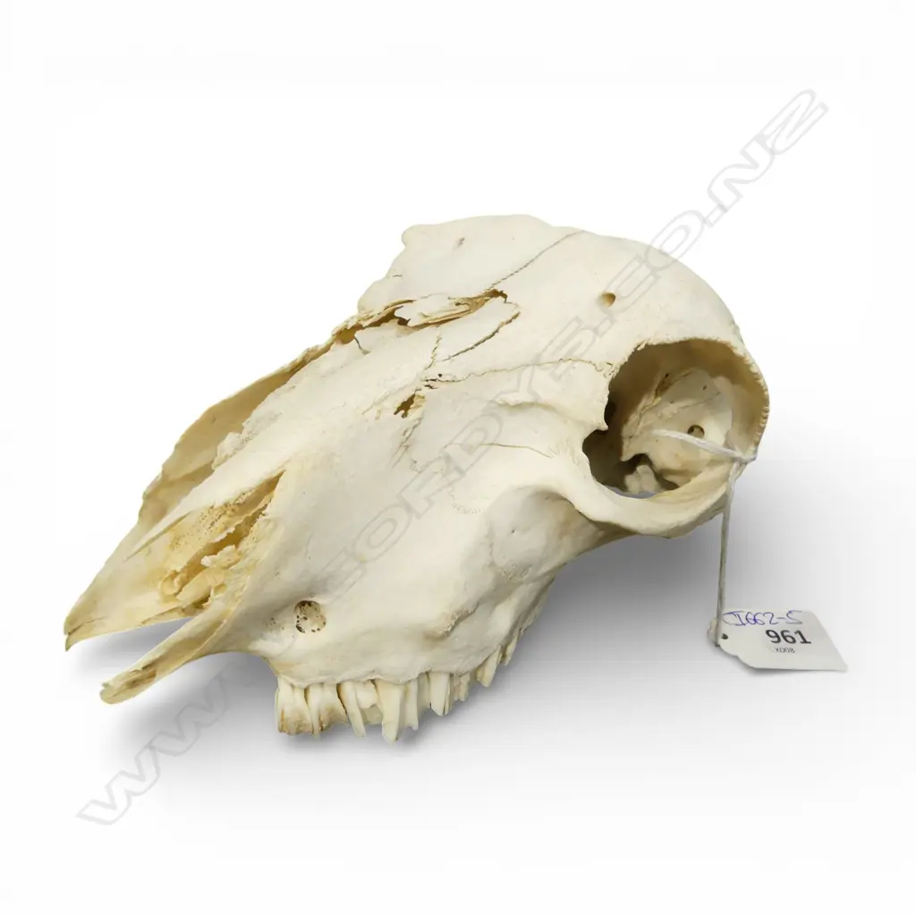 **RTV** SHEEPS SKULL L.220mm Image 1++