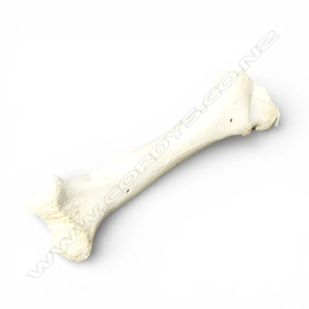 GIRAFFE LEG BONE L.420mm approx. Image 1++