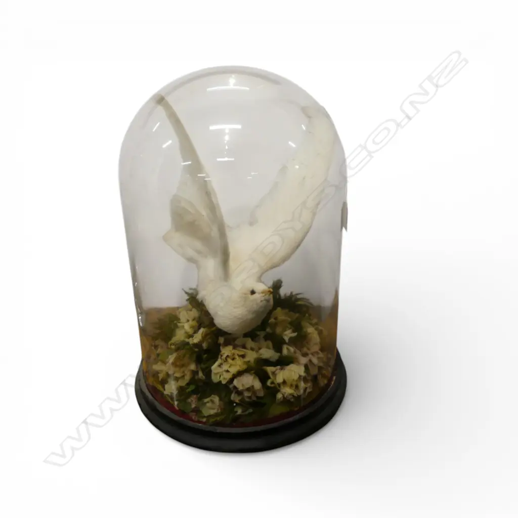 ANTIQUE DOME w. WHITE BIRD & WAX FLOWERS H.400mm Image 1++