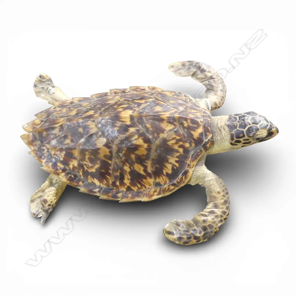 TAXIDERMY TORTOISE L.280mm Image 1++
