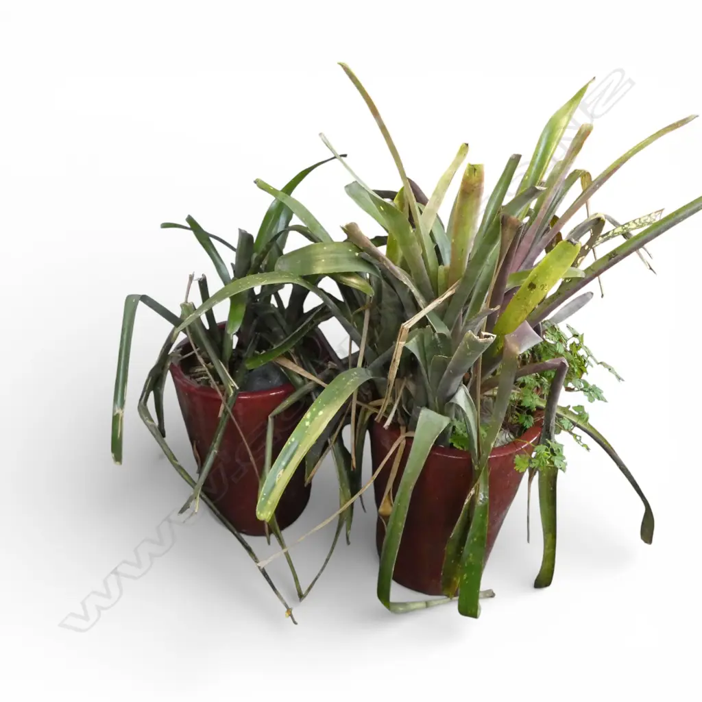PR RED GLAZED PLANTER POTS H.455mm, 350mm dia w. BROMELIADS Image 1++