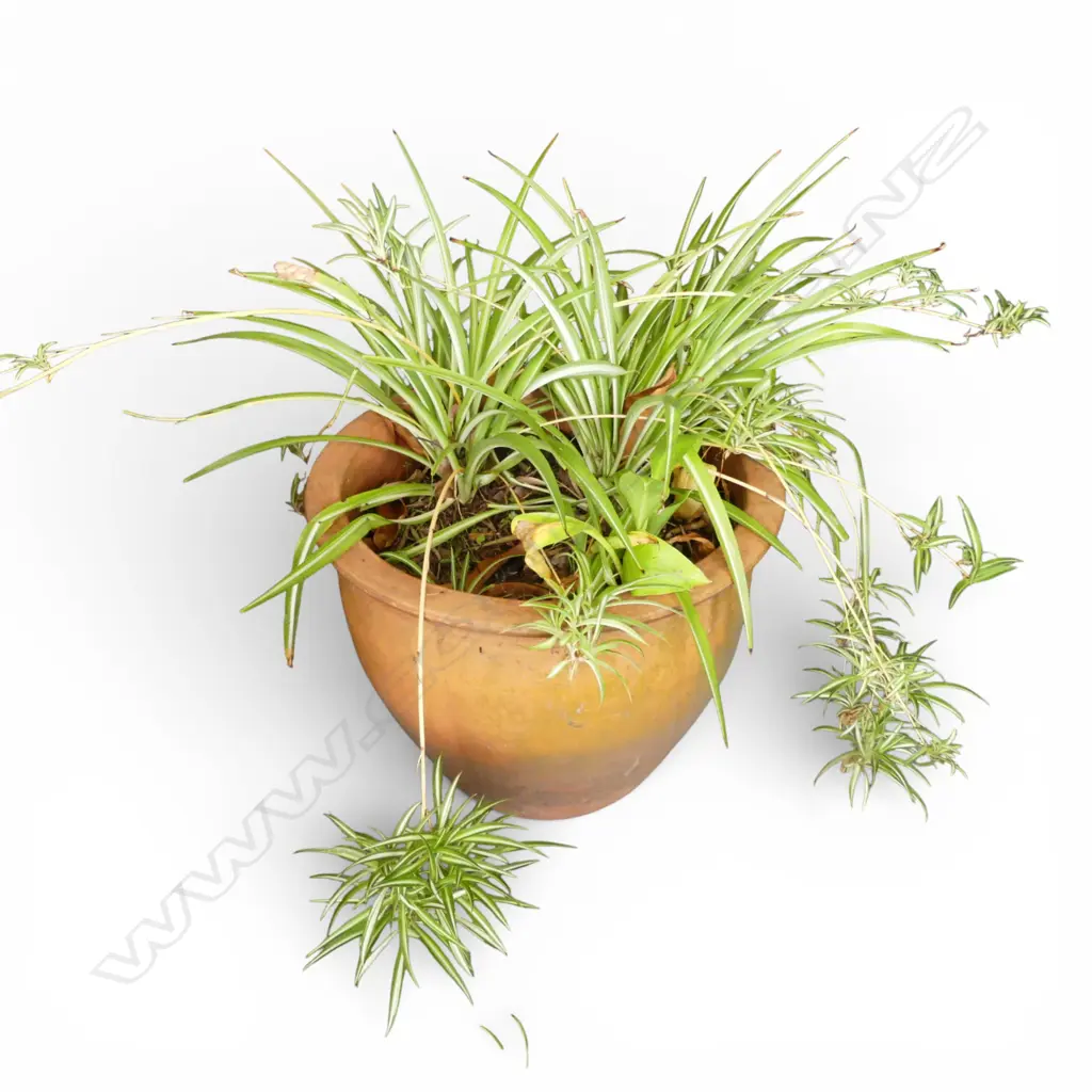 TERRACOTTA POT H.380mm (w. SPIDER PLANT) Image 1++