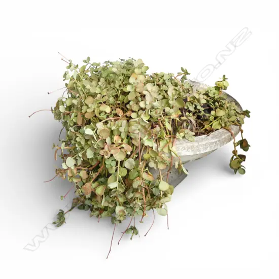 LG CONCRETE GARDEN PLANTER URN w. SUCCULENTS H.455mm, 700mm dia