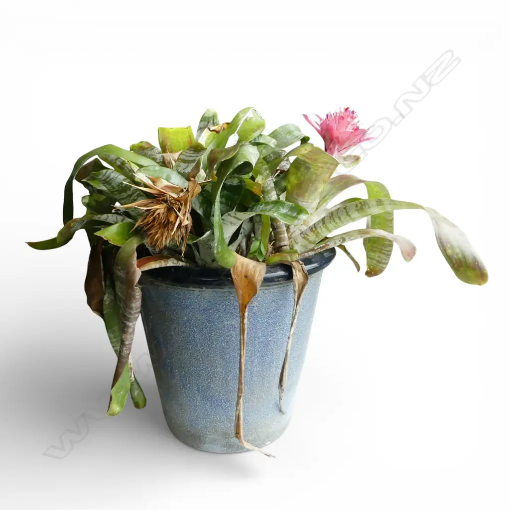 LG BLUE GLAZED GARDEN POT H.435mm (+BROMELIADS) Image 1++