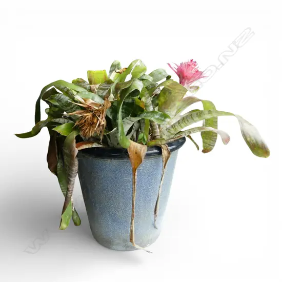 LG BLUE GLAZED GARDEN POT H.435mm (+BROMELIADS)