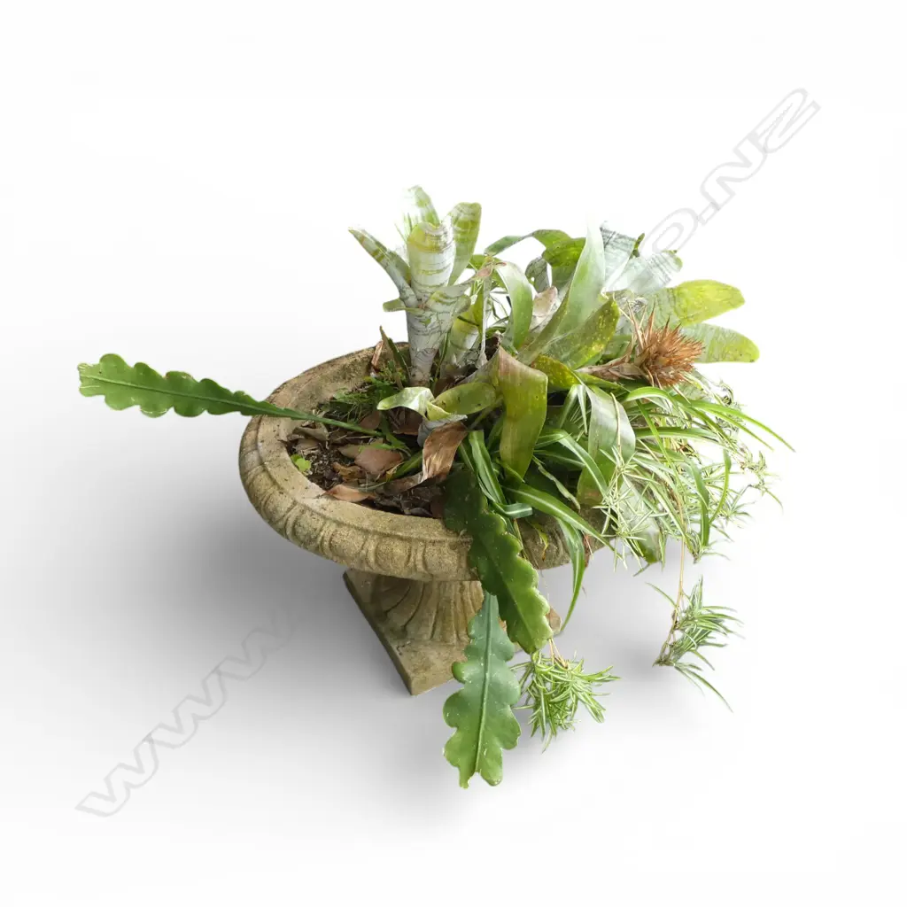 LG 2 PART CONCRETE URN PLANTER w. BROMELIADS 750mm dia Image 1++