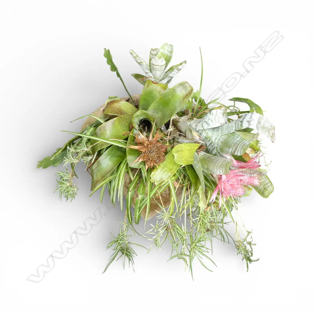 LG 2 PART CONCRETE URN PLANTER w. BROMELIADS 750mm dia Image 1++