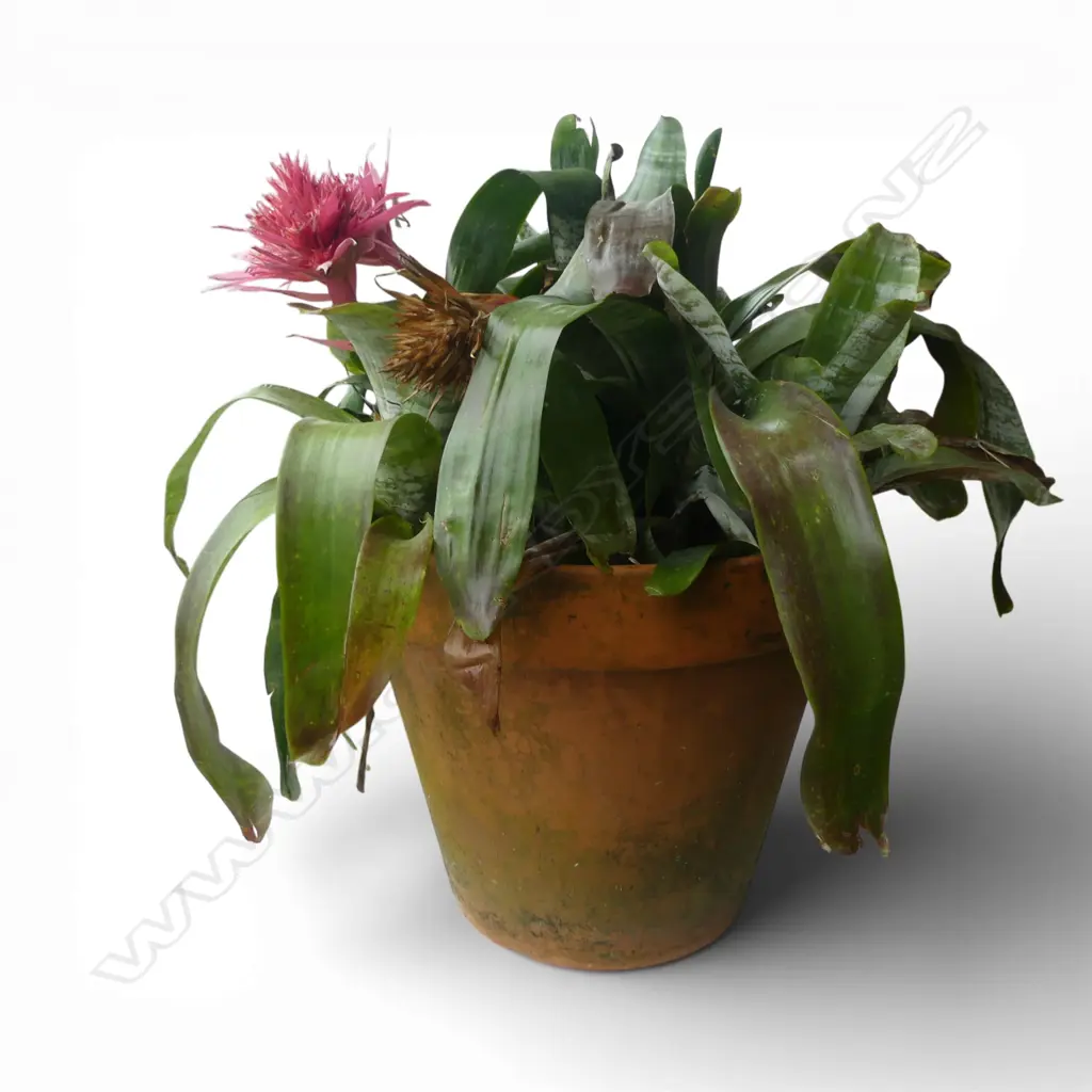 LG TERRACOTTA POT H.400mm (w. BROMELIADS H.700mm) Image 1++