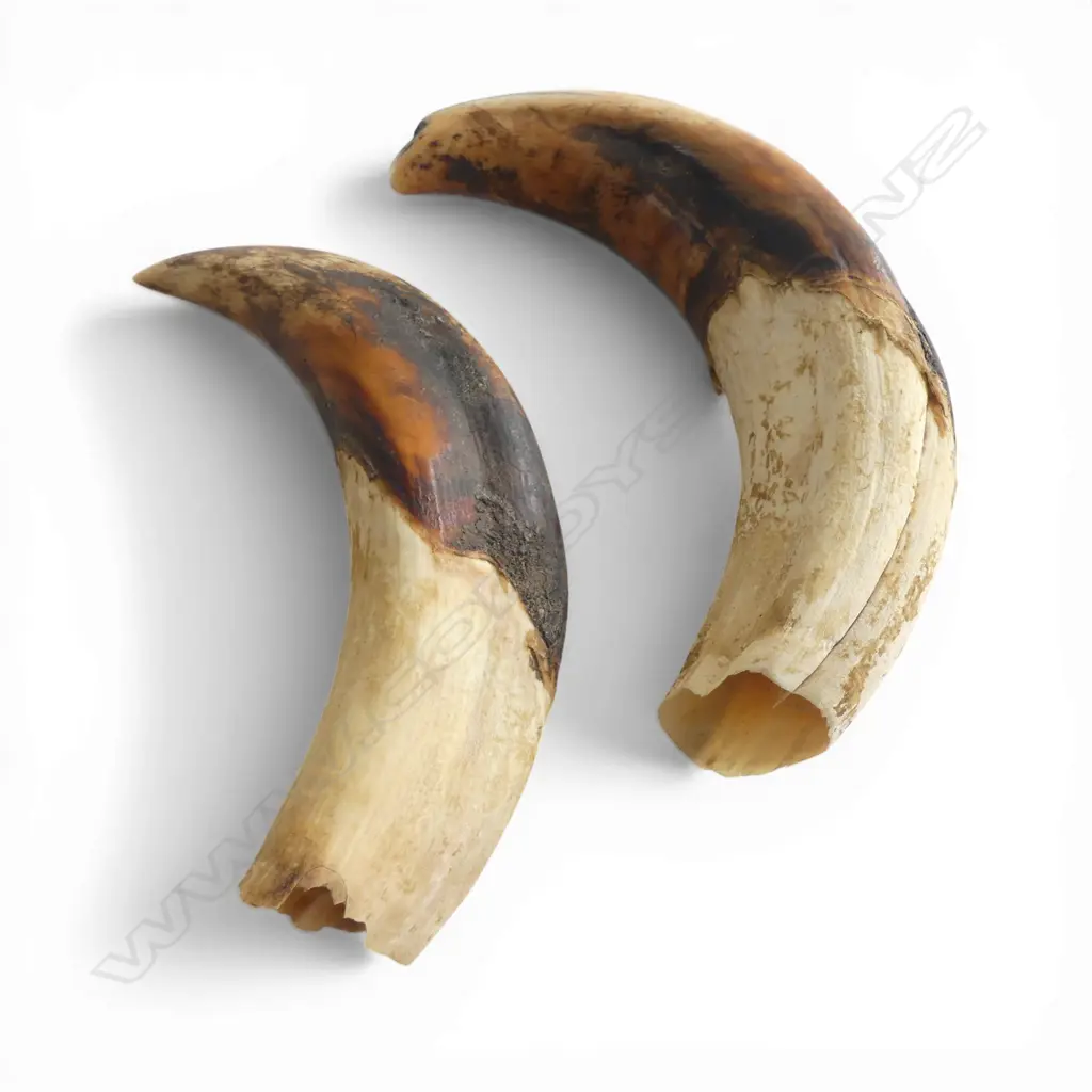 2 WARTHOG TUSKS W.180mm Image 1++