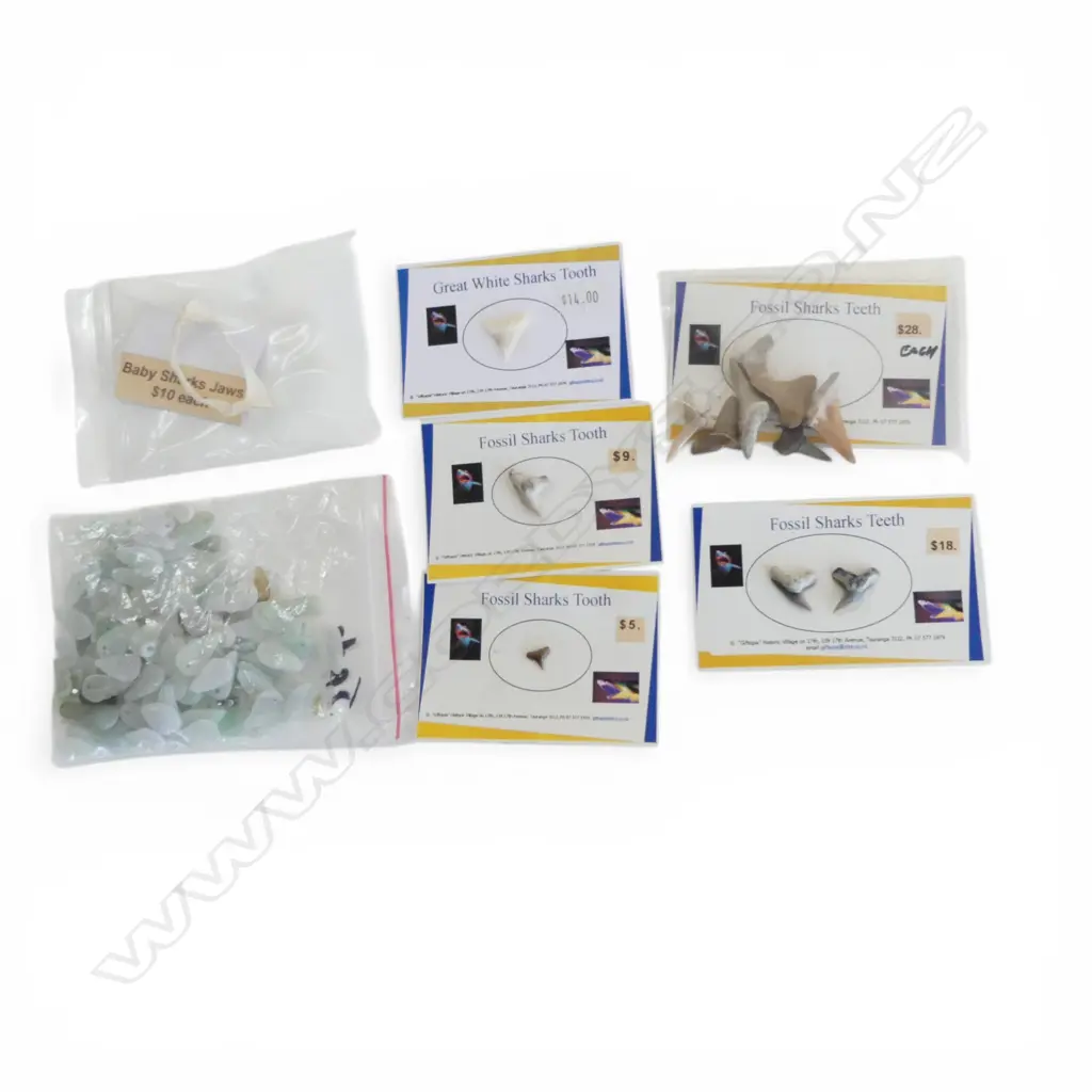 SHARK TEETH & JAW, JADE PIECES Image 1++