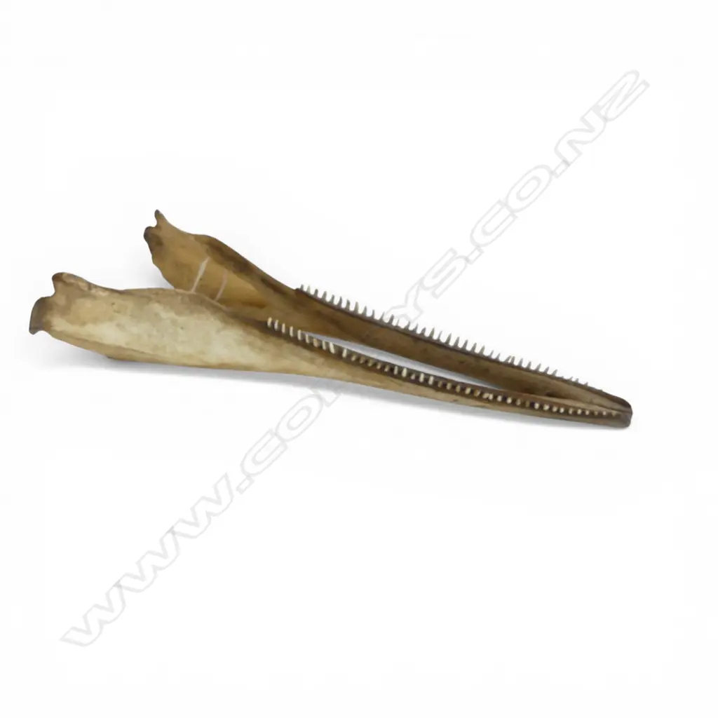 OLD DOLPHIN JAW BONE inscription reading Melbourne Shark L.380mm Image 1++