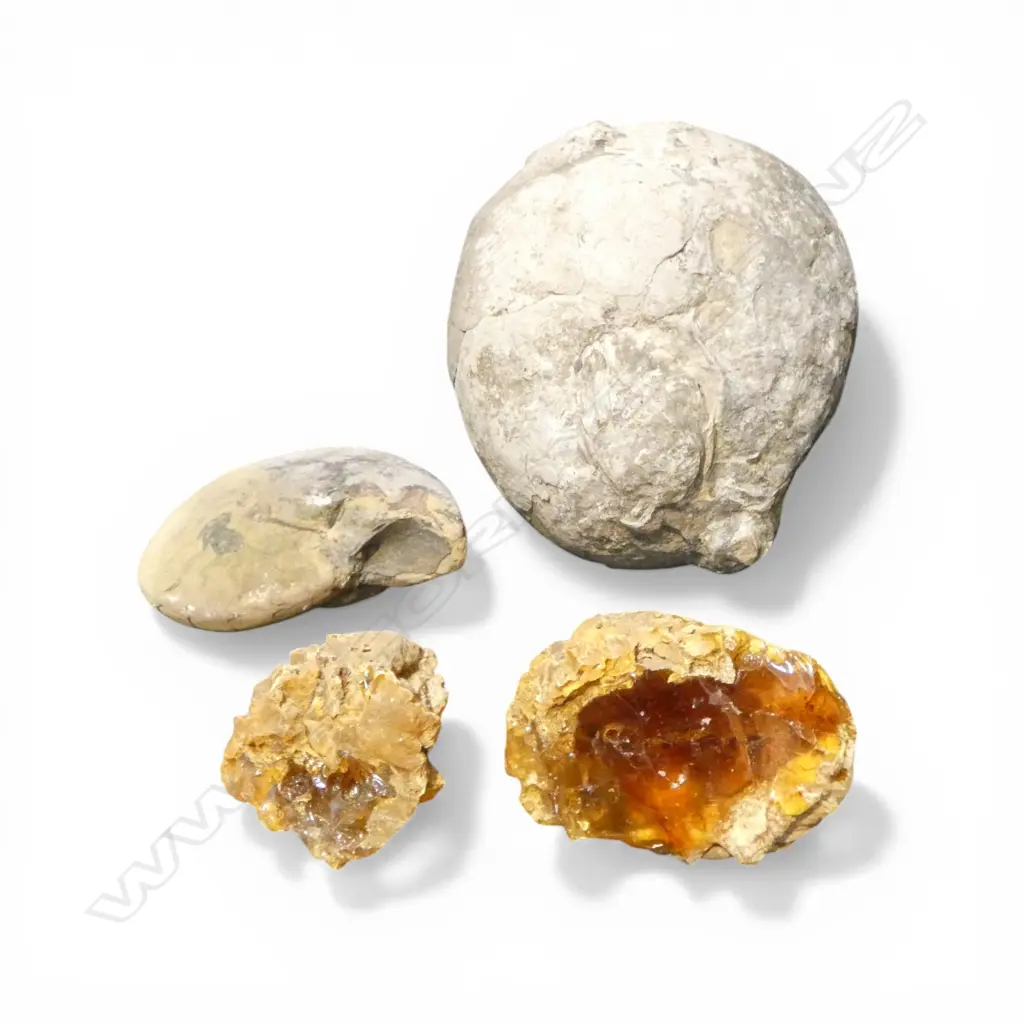 2 FOSSILS + 2 KAURI GUM NUGGETS  Image 1++
