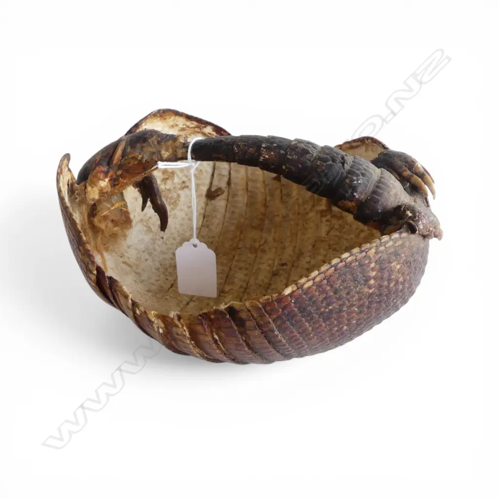 TAXIDERMY ARMADILLO Image 1++