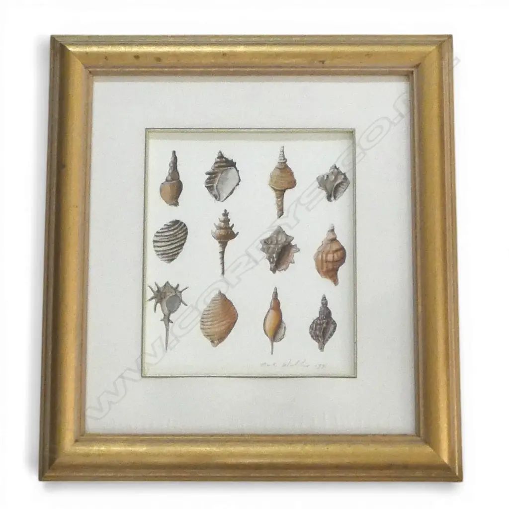 MARK WOOLLER, SEASHELL STUDY, GOUACHE, SIGNED, 320 X 270mm Image 1++