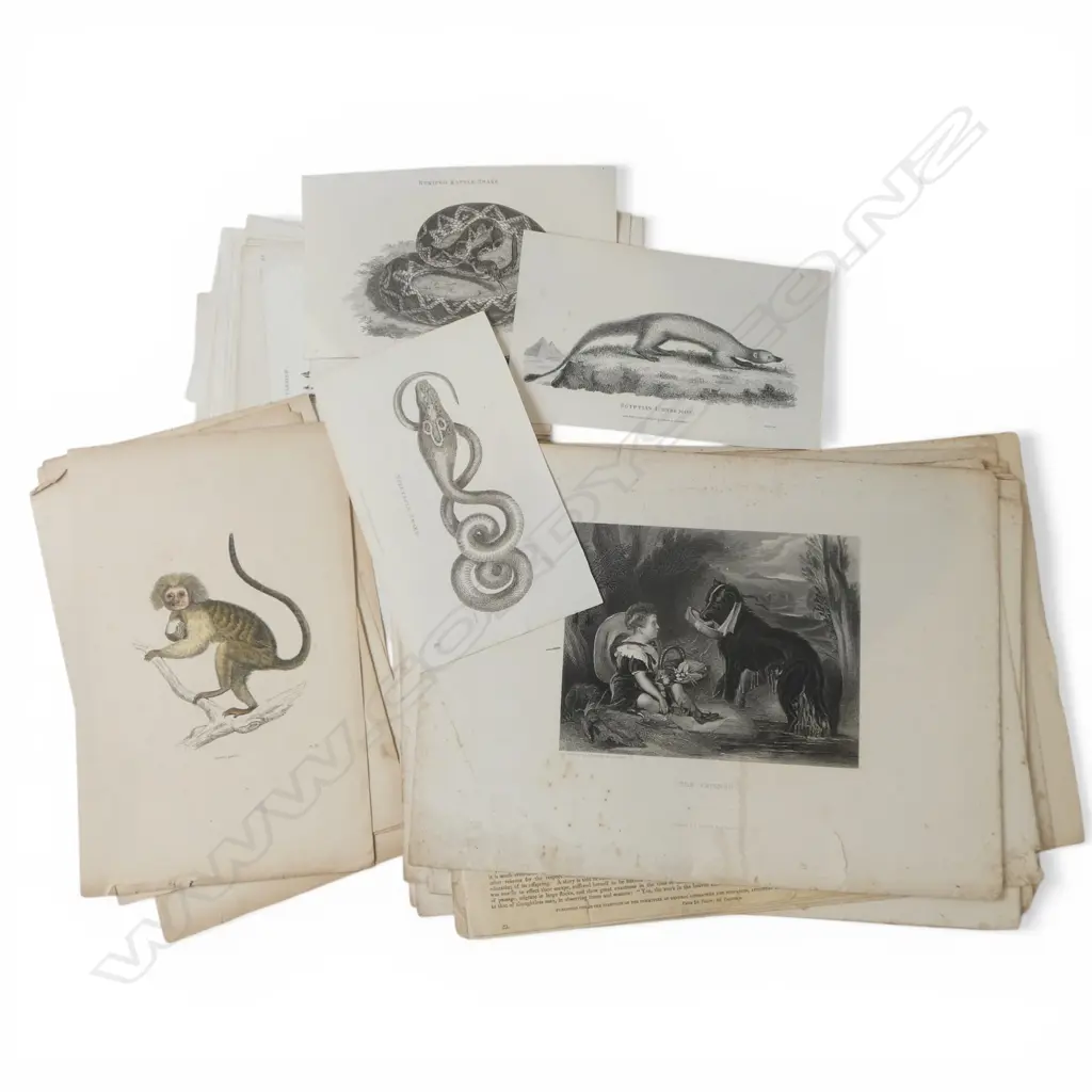 ASST. ANTIQUE ANIMAL PRINTS Image 1++