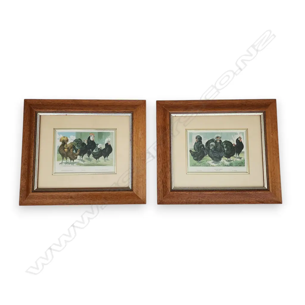 TWO ROOSTER & CHICKEN PRINTS 260 x 300 mm Image 1++